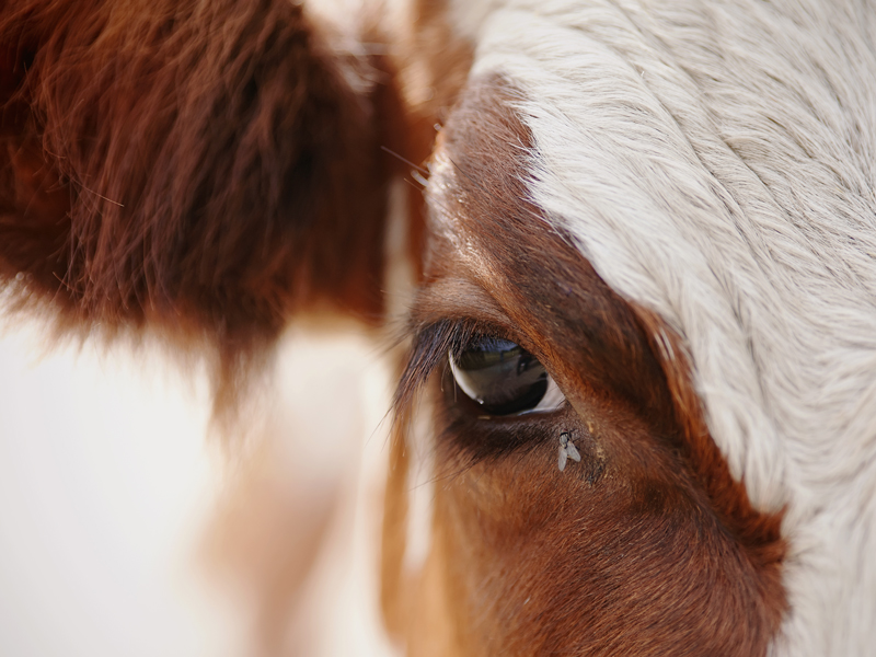 Alimentation bovins viande