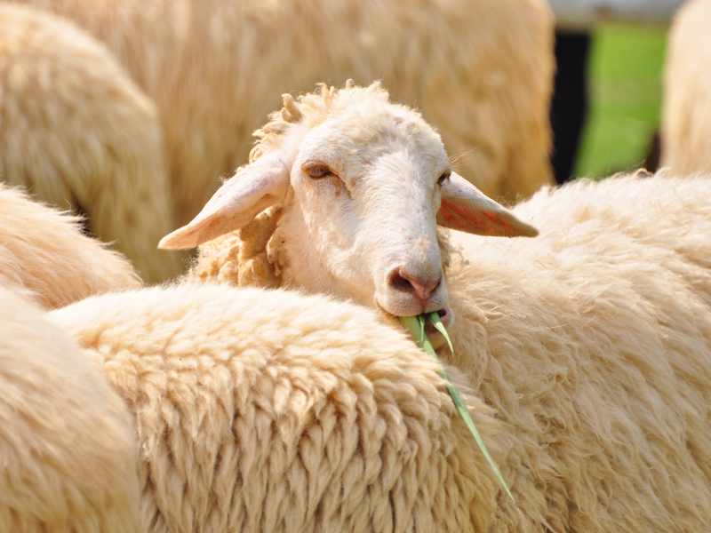 Alimentation ovin
