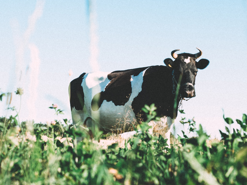 Alimentation vache laitière