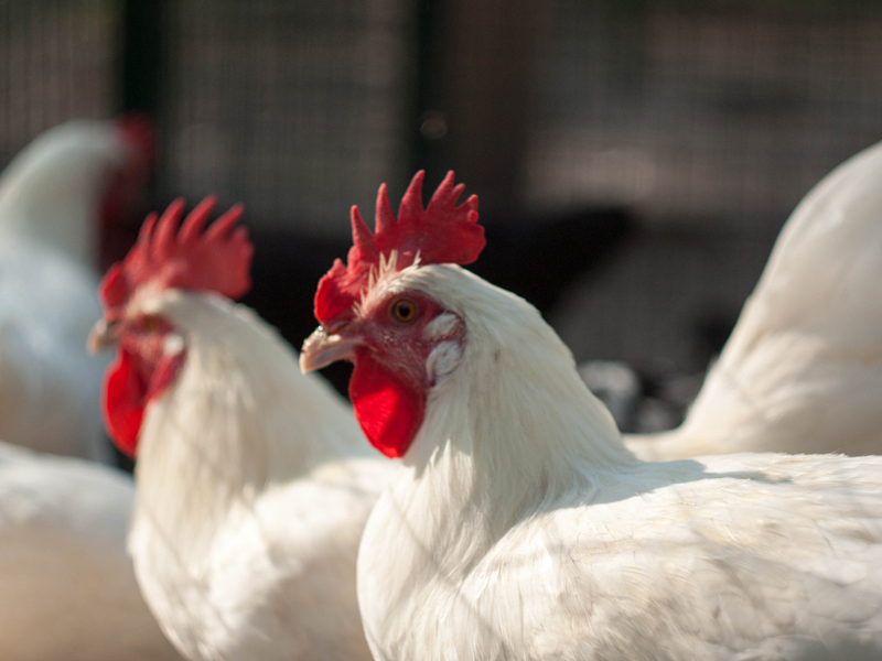 Alimentation volaille